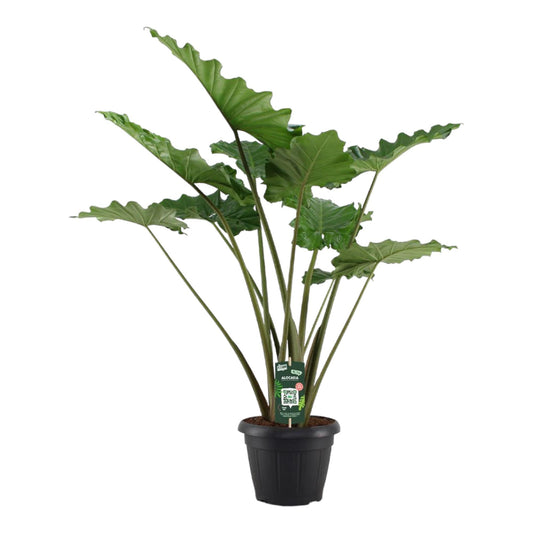 Alocasia Portodora – Tropische, pflegeleichte Zimmerpflanze 140 cm