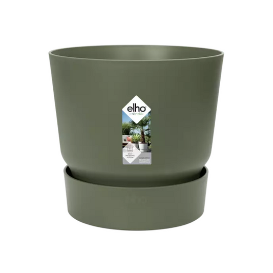 Zierpfeffer 'Greenvile Round Leaf' – pflegeleichte Zimmerpflanze Ø 20 cm