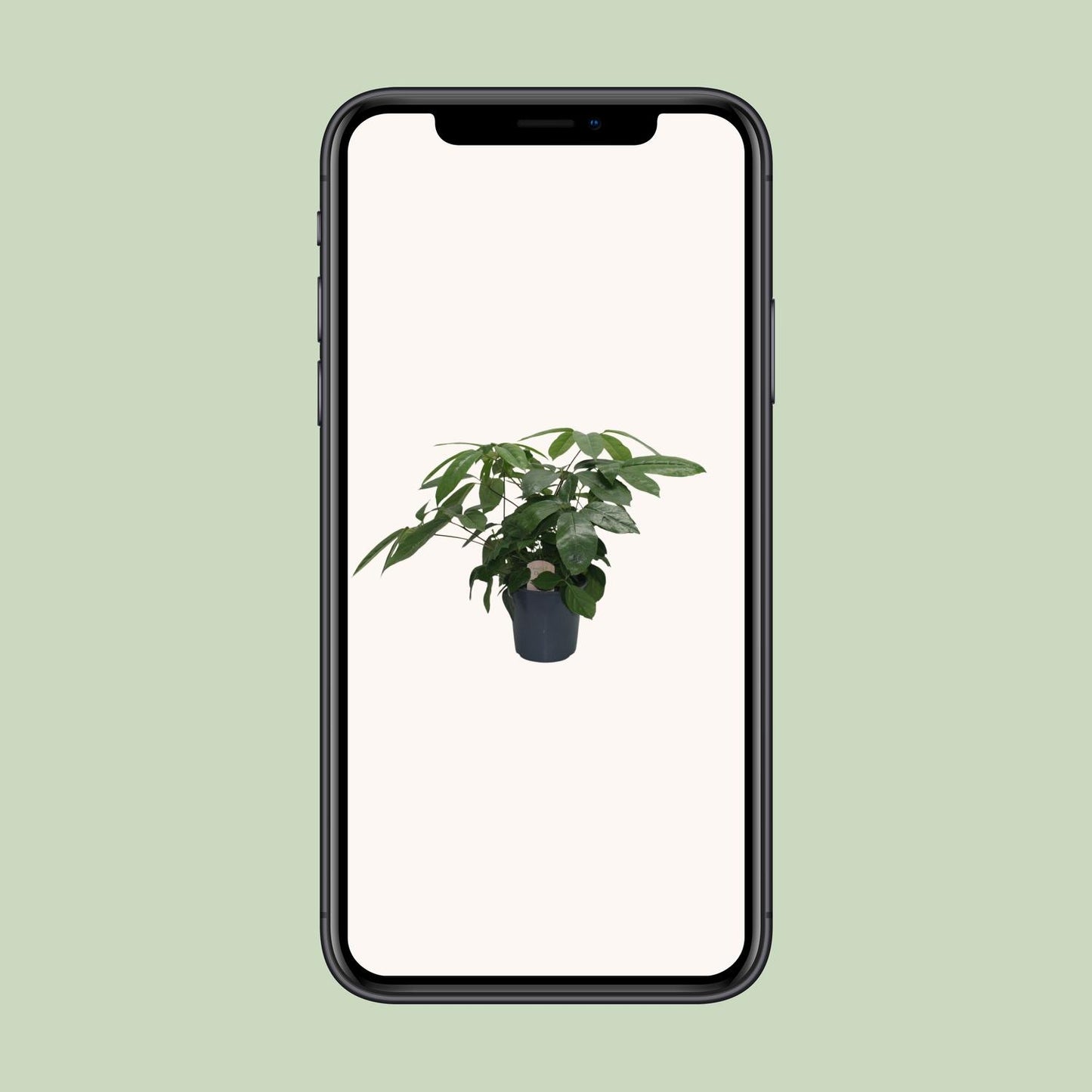 Schefflera Actinophylla – Pflegeleichter Schirmbaum Ø21cm, 80cm hoch