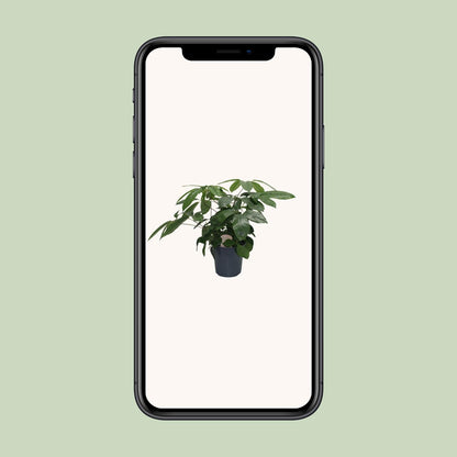 Schefflera Actinophylla – Pflegeleichter Schirmbaum Ø21cm, 80cm hoch