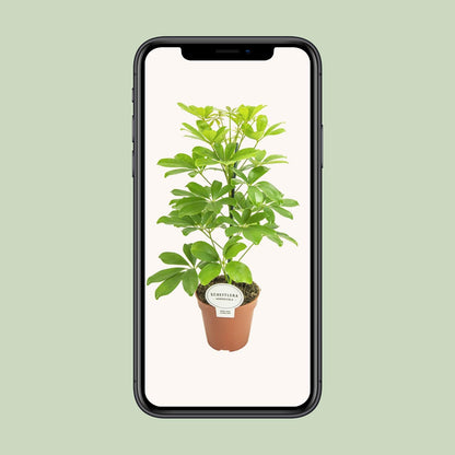 Schefflera Nora – Pflegeleichter Schirmbaum Ø13cm, 45cm hoch