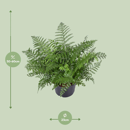 Asplenium Parvati – Eleganter pflegeleichter Zimmerfarn Ø23cm