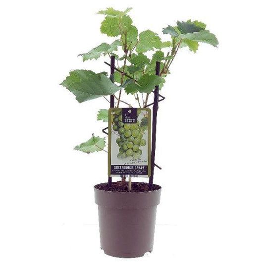 Vitis Muskaat de Alexandrie – Pflegeleichte Weinrebe Ø15cm