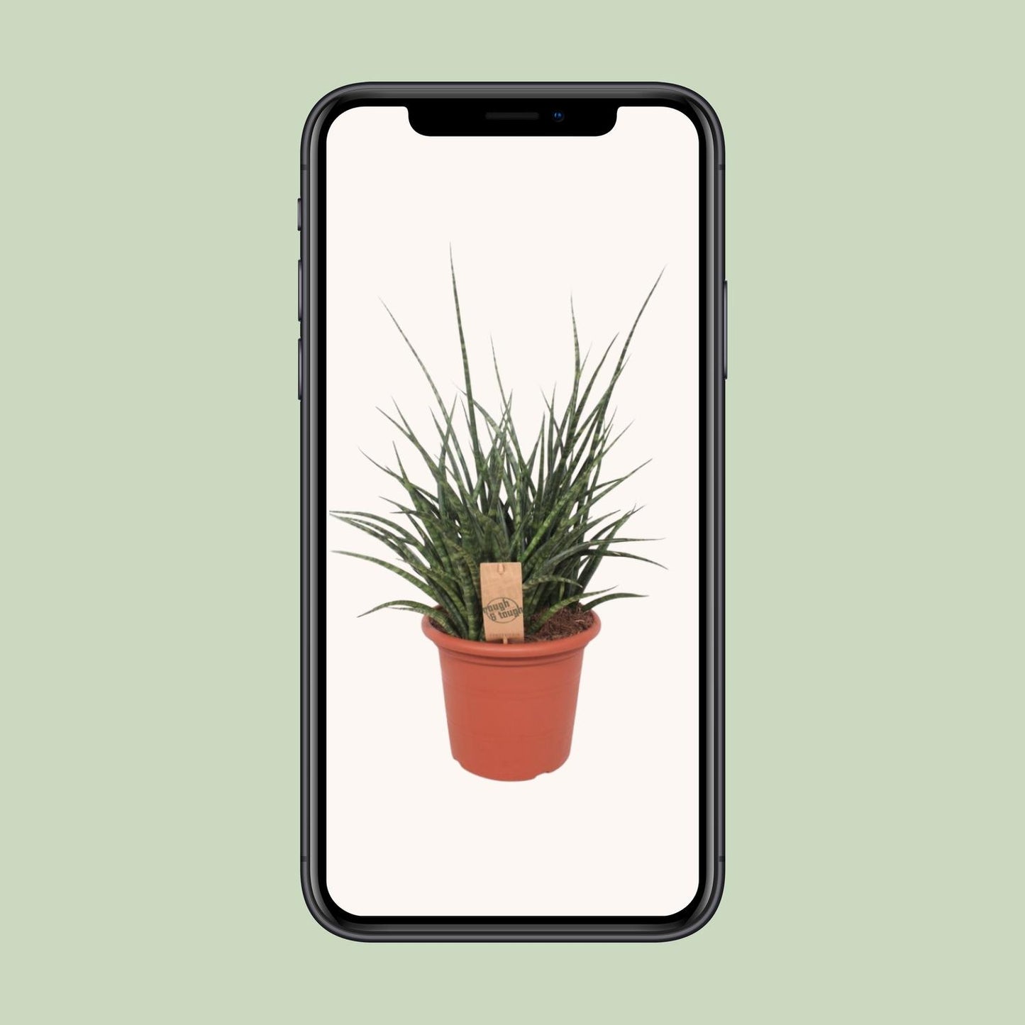 Sansevieria Fernwood Punk – Pflegeleichte Schwiegermutterzunge 60 cm