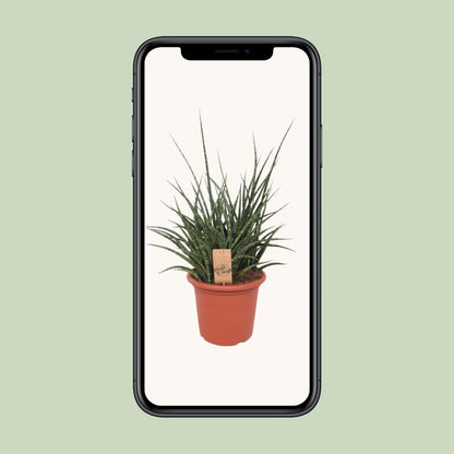 Sansevieria Fernwood Punk – Pflegeleichte Schwiegermutterzunge 60 cm