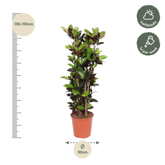 Codiaeum Iceton – Bunte, pflegeleichte Zimmerpflanze 140 cm