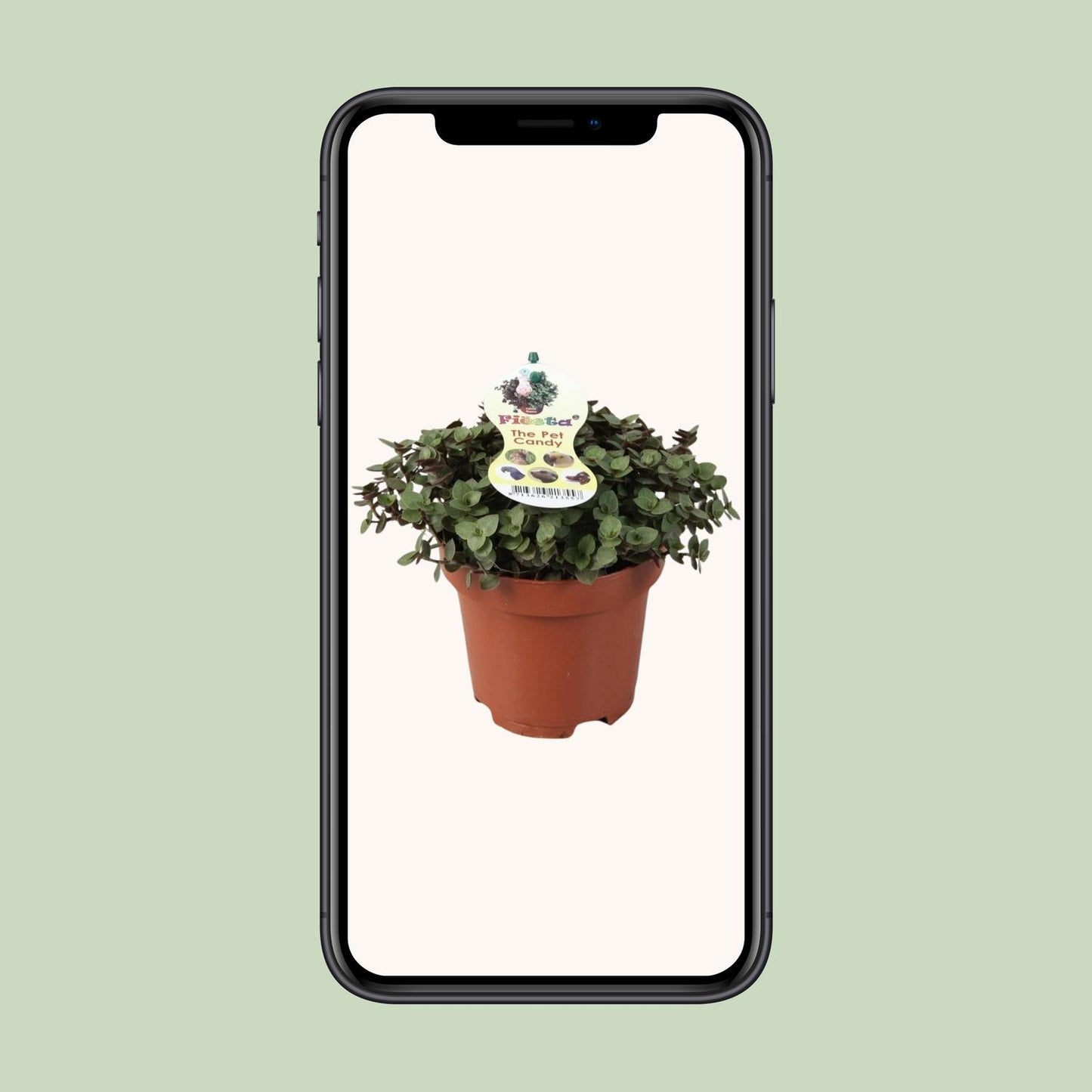 Zollpflanze Calissia Repens – Pflegeleichte Trendpflanze Ø12cm