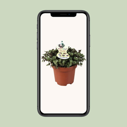 Zollpflanze Calissia Repens – Pflegeleichte Trendpflanze Ø12cm