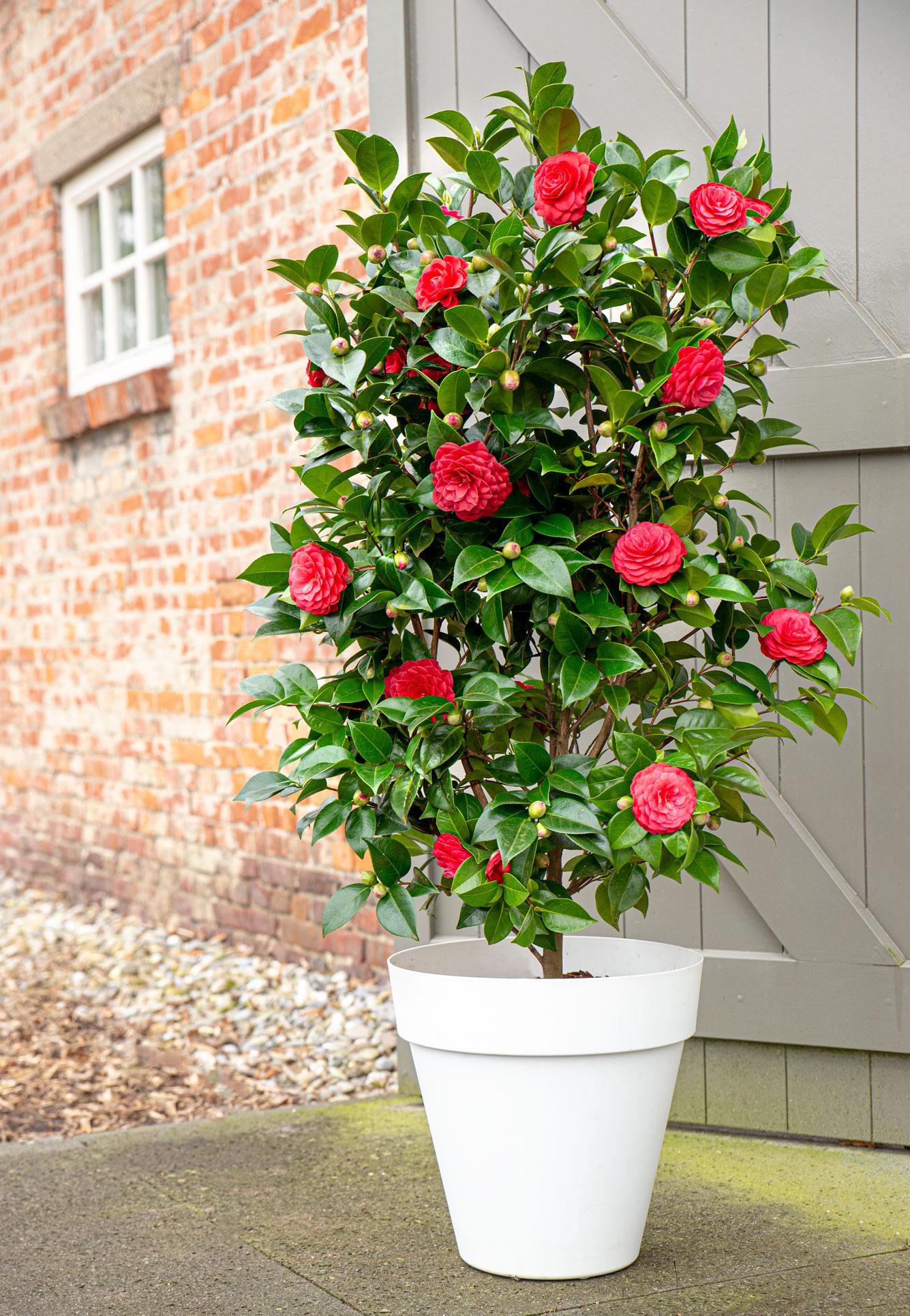 Camellia japonica 'Black Lace' – Immergrüner Strauch Ø19cm