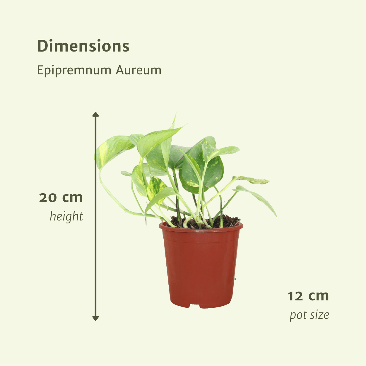 Epipremnum Aureum (Scindapsus) – 4er Set, Ø12cm, ca. 20cm Höhe