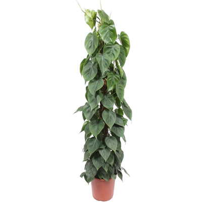 Philodendron Scandens mosstok – 150 cm, ø27 cm