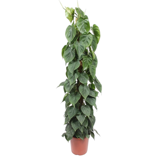 Philodendron Scandens mosstok – 150 cm, ø27 cm