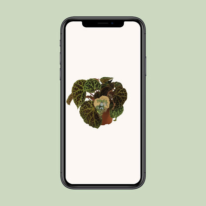 Begonia Rex Ferox – Pflegeleichte Zimmerpflanze Ø17cm