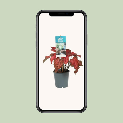 Caladium Rood – Tropische, pflegeleichte Zimmerpflanze Ø12cm