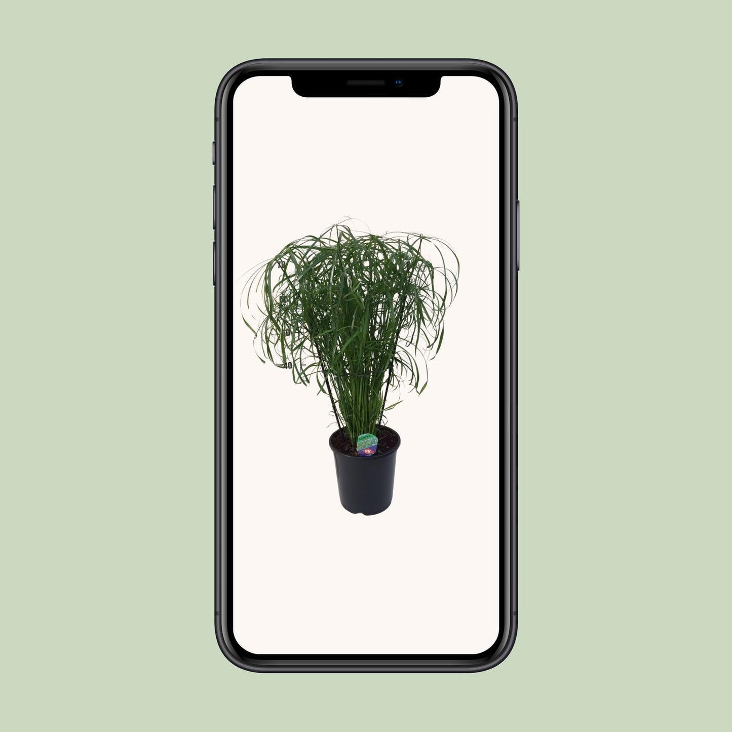 Cyperus Alternifolius Ø21cm – Pflegeleichtes Schirmgras
