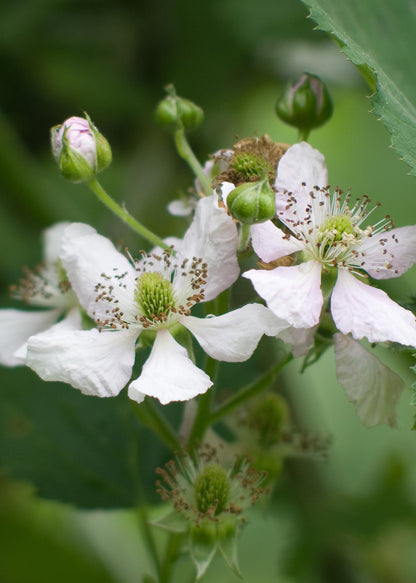 Rubus Lochness – Bio-Brombeere Ø13cm, 45cm hoch