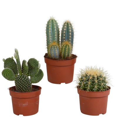 Kakteenmischung 3er-Set 10,5 cm – pflegeleicht & robust