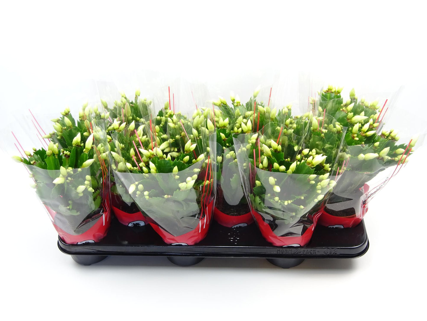 Schlumbergera Zimmerpflanze Ø10,5 cm – Pflegeleicht & Blühfreudig
