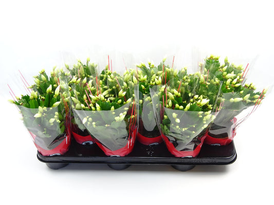 Schlumbergera Zimmerpflanze Ø10,5 cm – Pflegeleicht & Blühfreudig