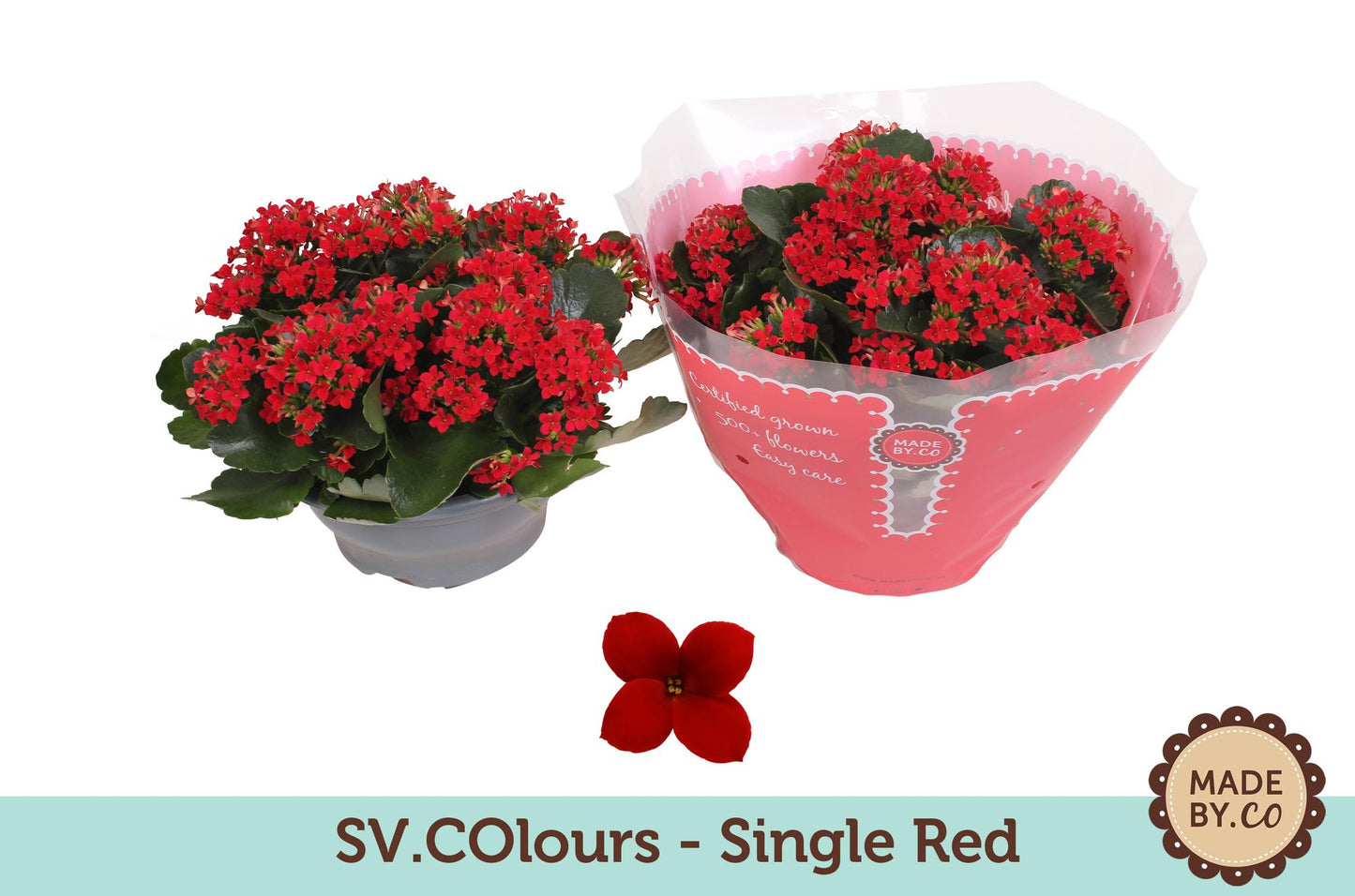 Kalanchoe Single Red – Pflegeleichte Blühpflanze Ø23cm