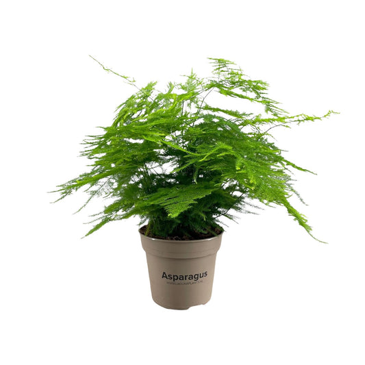 Asparagus Setaceus – pflegeleichte Zimmerpflanze Ø15cm