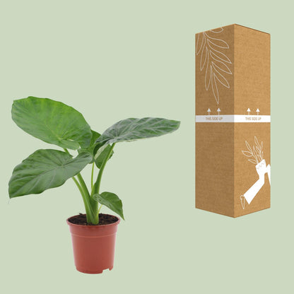 Alocasia Macrorrhiza – Tropische, pflegeleichte Zimmerpflanze Ø17cm