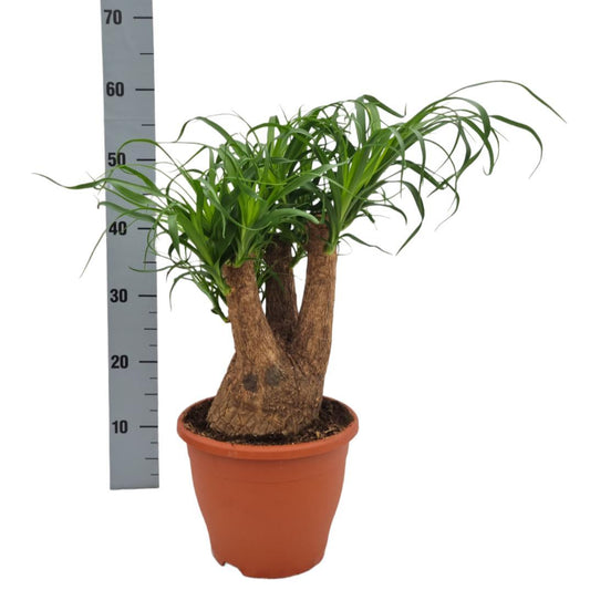 Elefantenfuß (Beaucarnea Nolina) – Pflegeleichte Zimmerpflanze Ø23cm