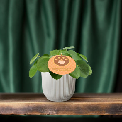 Pilea Peperomioides – Pflegeleichte Zimmerpflanze Ø12 cm