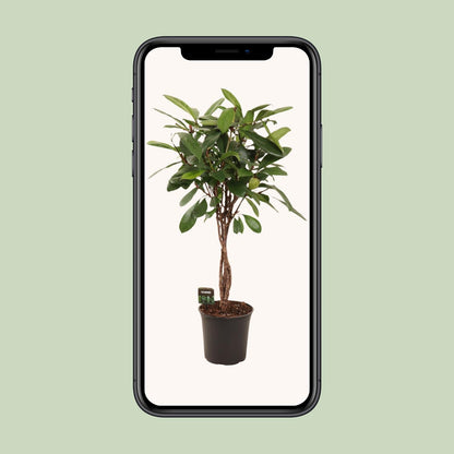 Ficus Cyathistipula Ø24cm – Pflegeleichte Zimmerpflanze