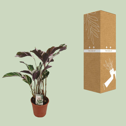 Calathea Fusion White Basic – Pflegeleichte Zimmerpflanze Ø14cm
