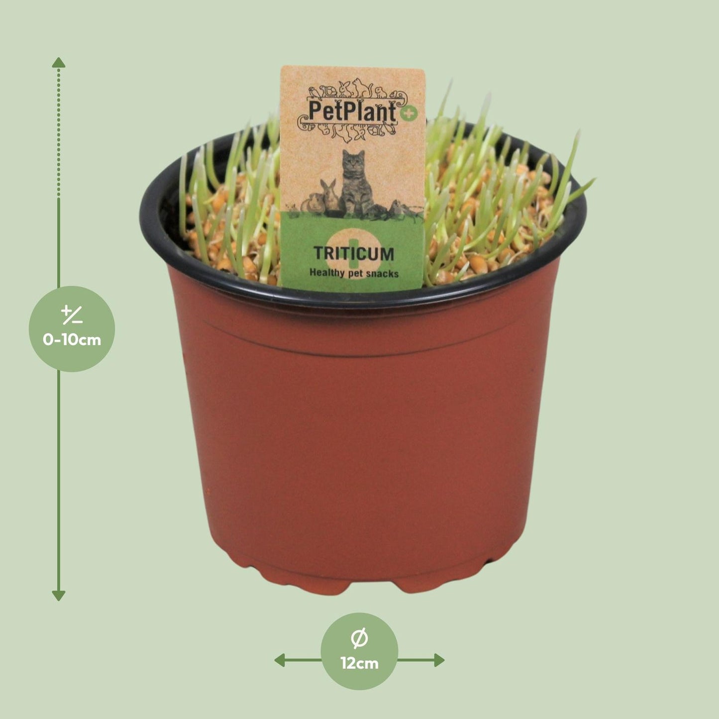 Katzen-Gras Triticum – Gesund & Pflegeleicht Ø12cm