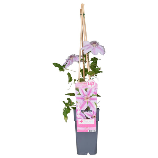 Clematis Nelly Moser – Blühende Kletterpflanze für Garten & Balkon
