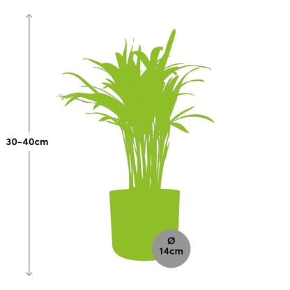 Areca Palme in ELHO b.for soft rond 14cm brique