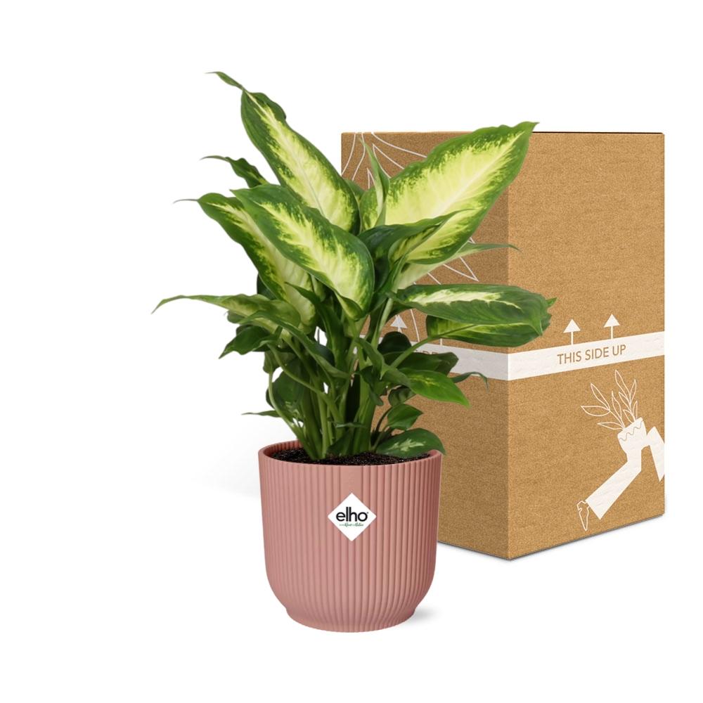Dieffenbachia ‘Camilla’ in ELHO Vibes Fold 14cm rosa – pflegeleicht & luftreinigend