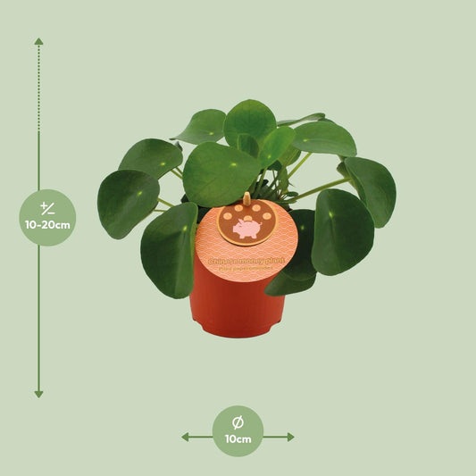 Pilea Peperomioides – pflegeleichte Zimmerpflanze Ø11cm