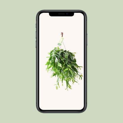 Rhipsalis Crispata – Pflegeleichte Hängepflanze Ø21cm