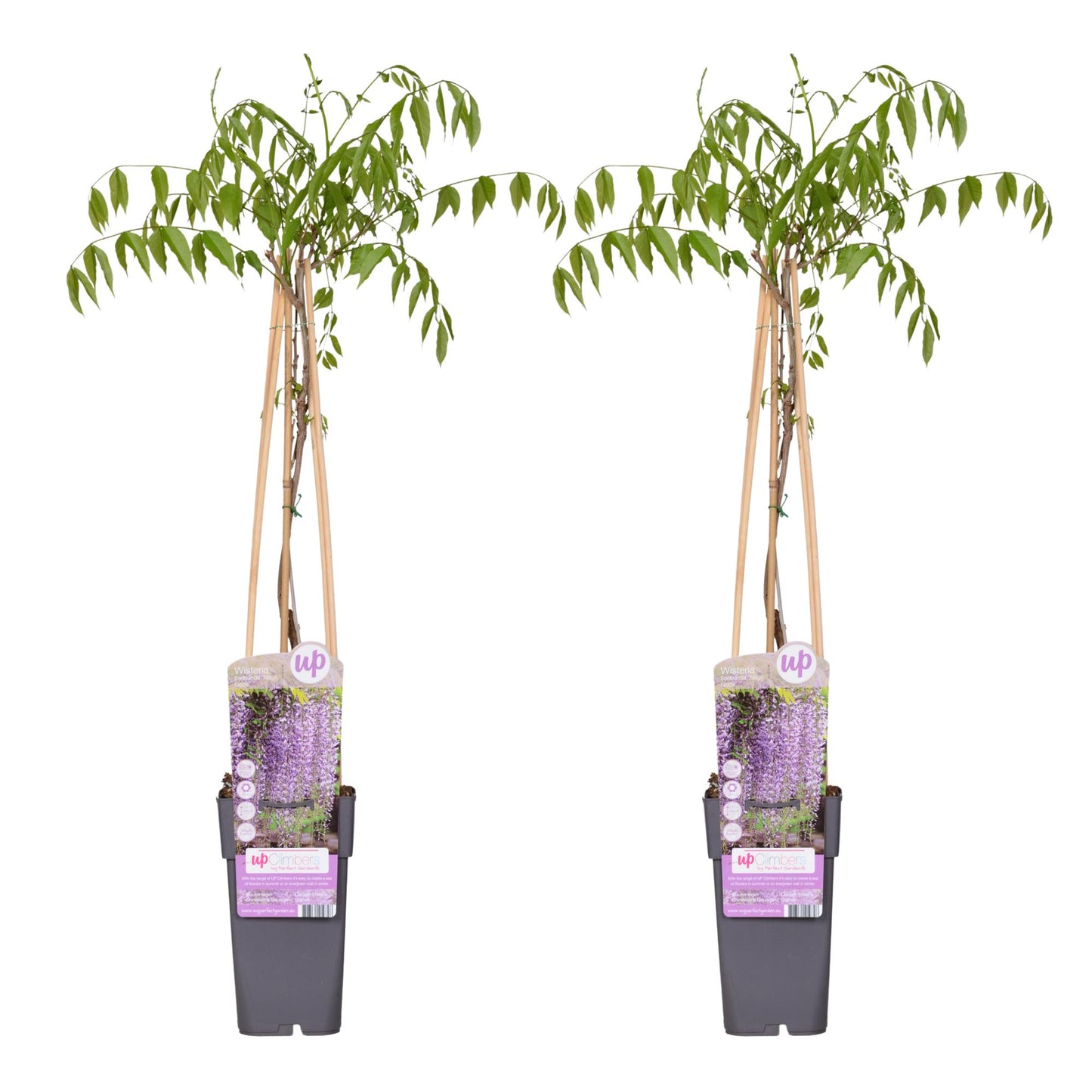 2x Wisteria floribunda 'Naga Noda' – Blauer Regen, Ø15cm, 65cm hoch