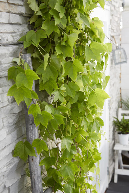 Wilder Wein 'Fenway Park' – Farbenfrohe Kletterpflanze Ø15cm