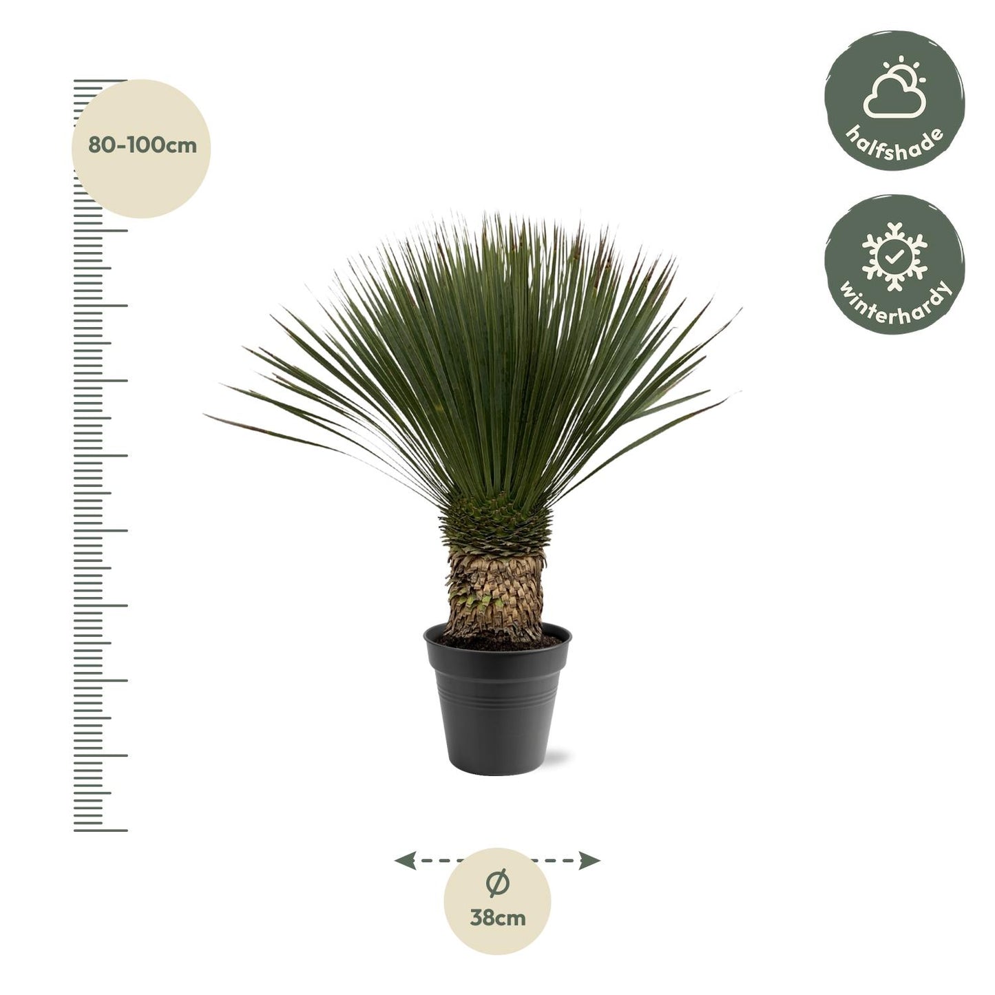 Yucca Rostrata – Robuste und pflegeleichte Zimmerpflanze 80-100 cm
