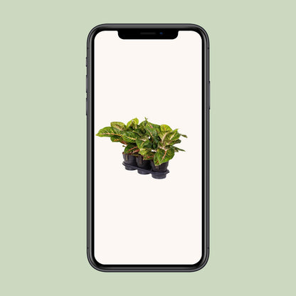 Aglaonema Spring Red – Pflegeleichte Zimmerpflanze Ø19cm