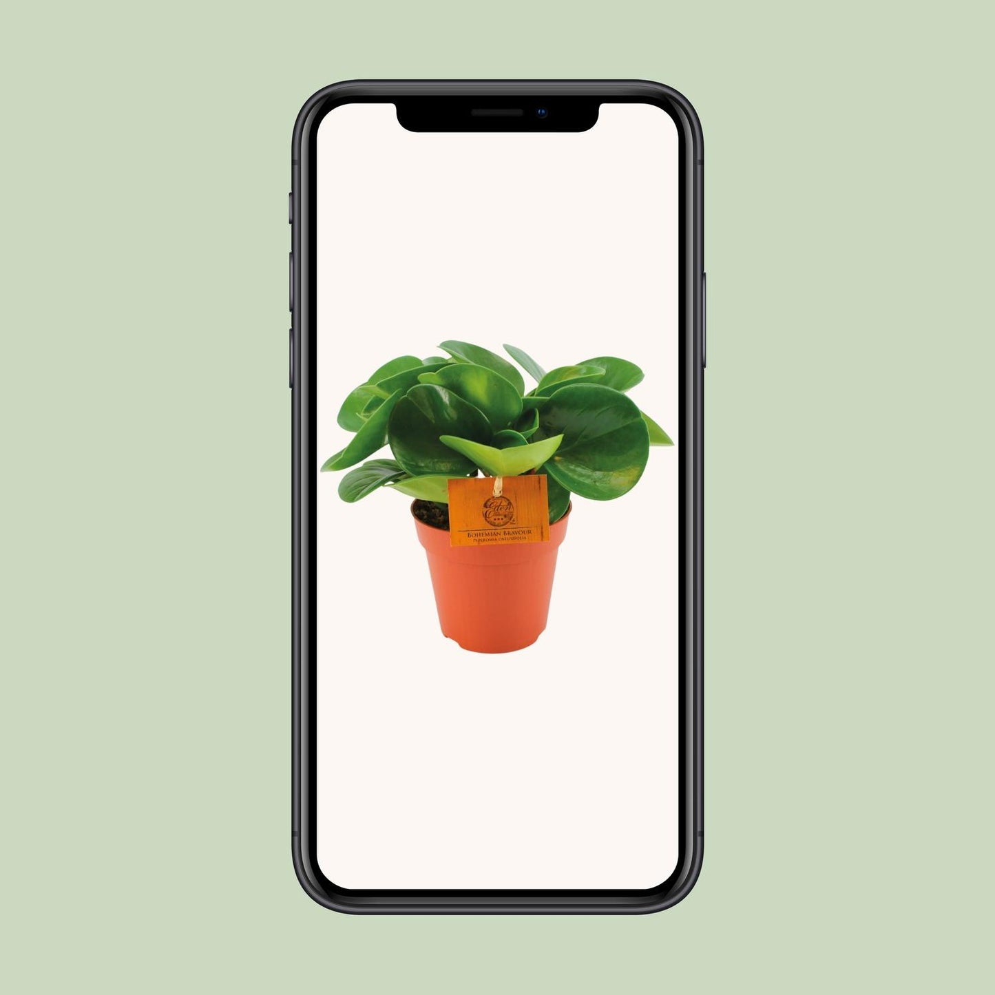 Peperomia Obtusifolia – Pflegeleichte Zimmerpflanze Ø12 cm