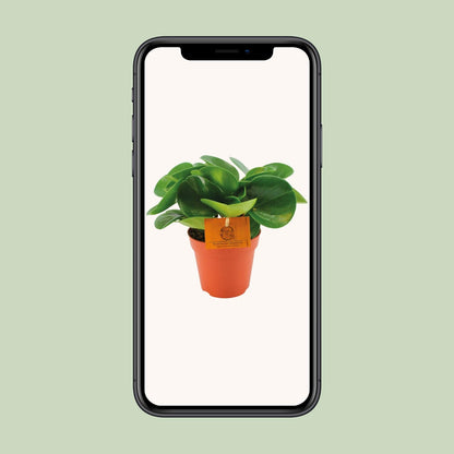 Peperomia Obtusifolia – Pflegeleichte Zimmerpflanze Ø12 cm