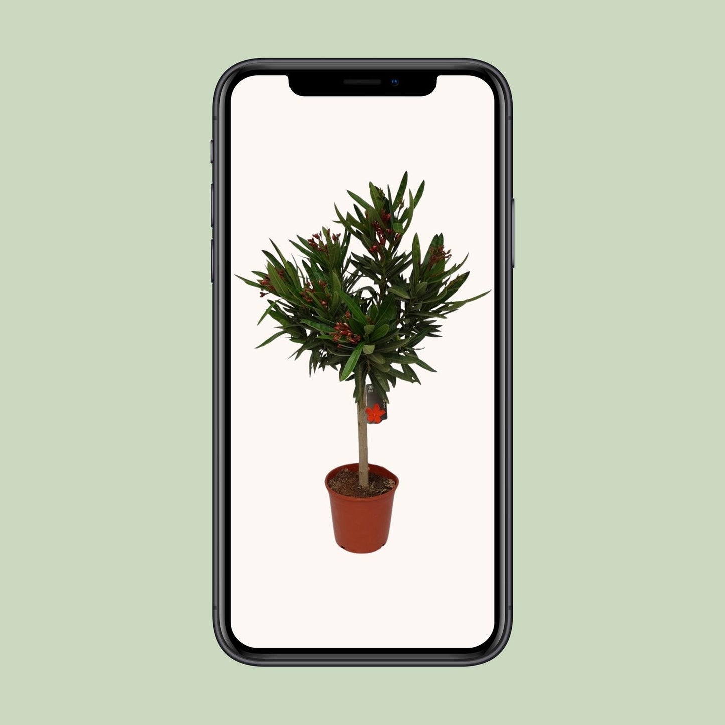 Nerium Oleander Ø20cm – Pflegeleichter Gartenklassiker