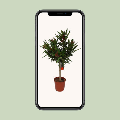 Nerium Oleander Ø20cm – Pflegeleichter Gartenklassiker