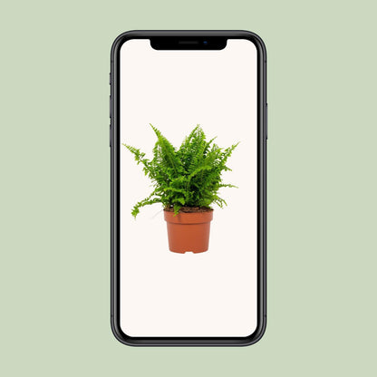 Bostonfarn Nephrolepis exaltata Ø12cm – pflegeleicht & luftreinigend