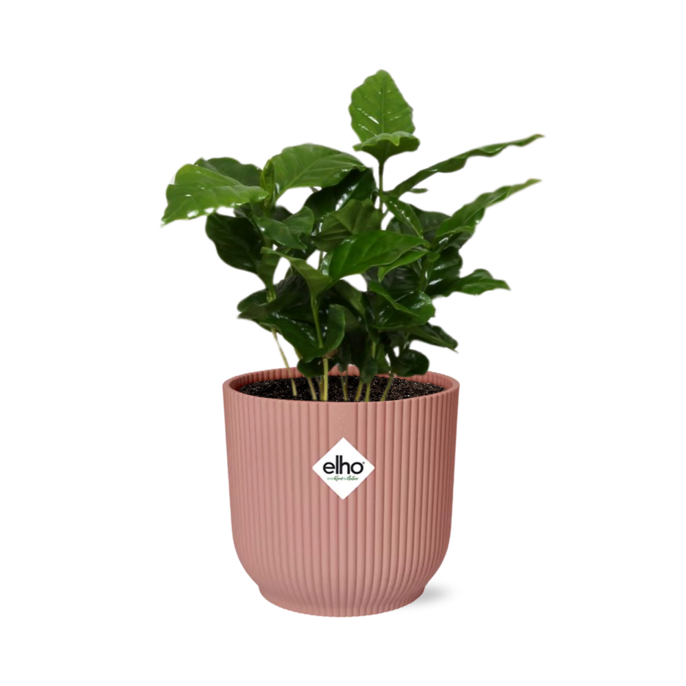Coffea Arabica Zimmerpflanze im rosa ELHO Vibes Fold 14cm Topf