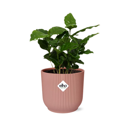 Coffea Arabica Zimmerpflanze im rosa ELHO Vibes Fold 14cm Topf