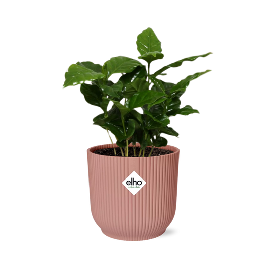 Coffea Arabica Zimmerpflanze im rosa ELHO Vibes Fold 14cm Topf