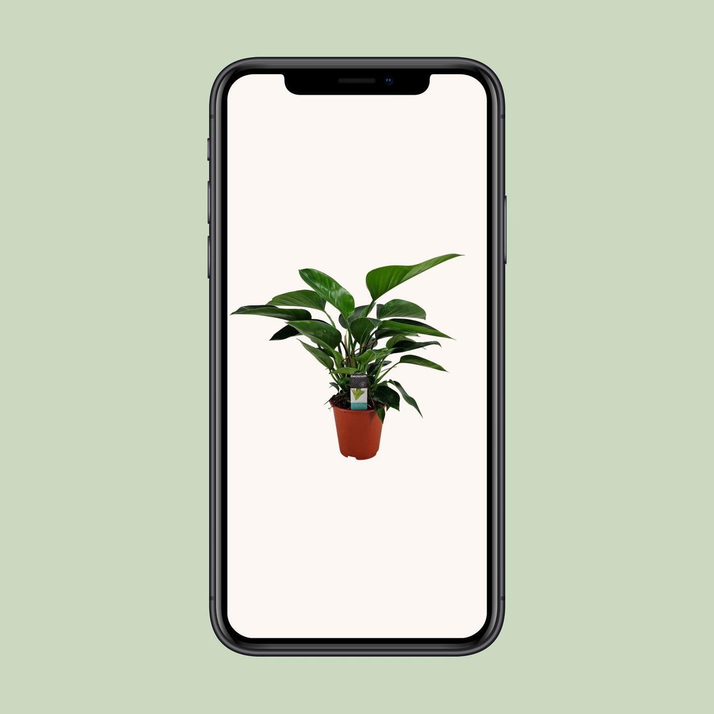Philodendron Congo Apple – Pflegeleichte Zimmerpflanze Ø19cm