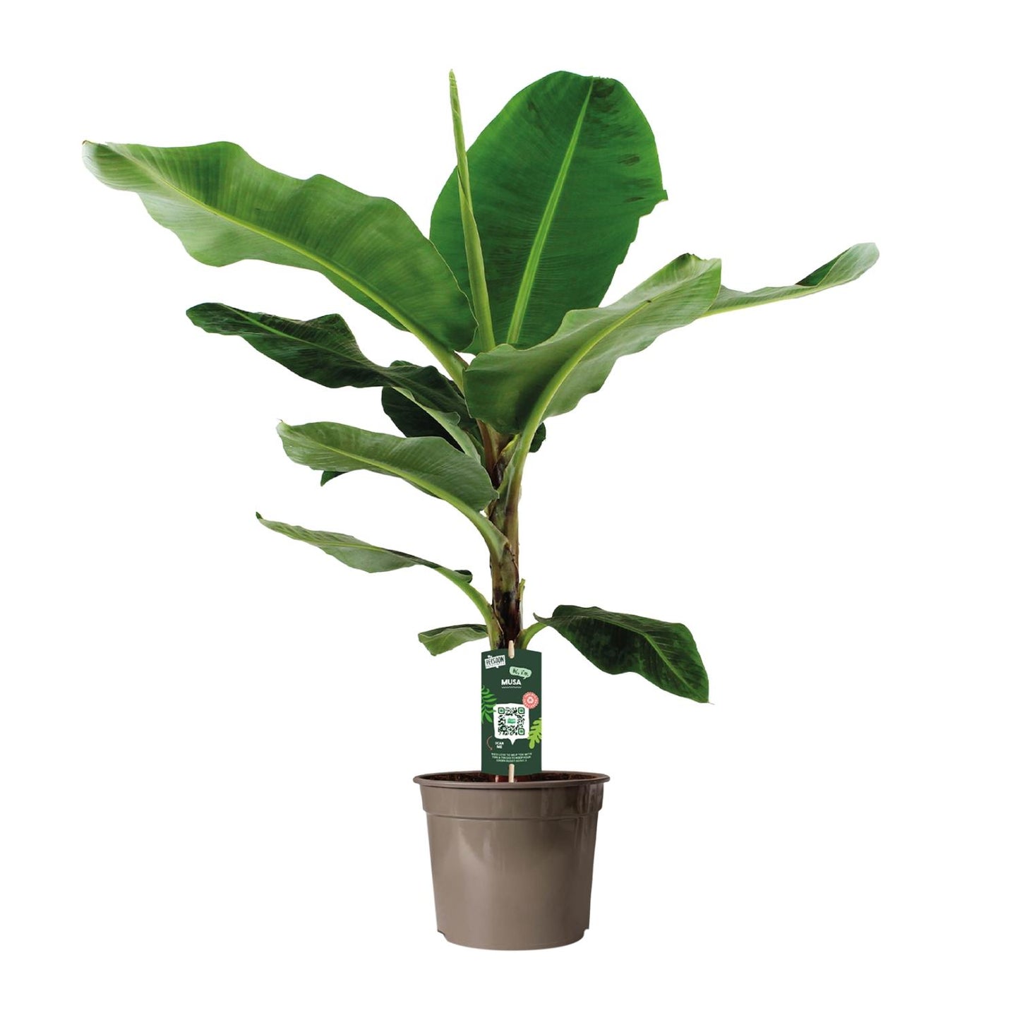 Zwerg-Banane 'Cavendish' – Exotische, pflegeleichte Zimmerpflanze Ø27cm, 130cm hoch